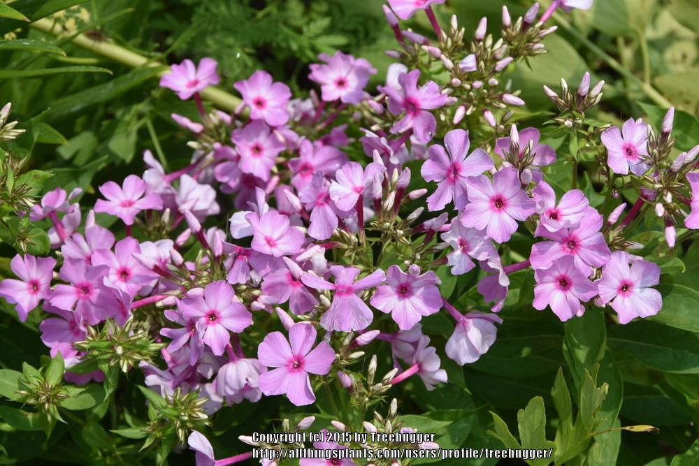 Photo of Garden Phlox (Phlox paniculata Flame™ Pink) uploaded by treehugger