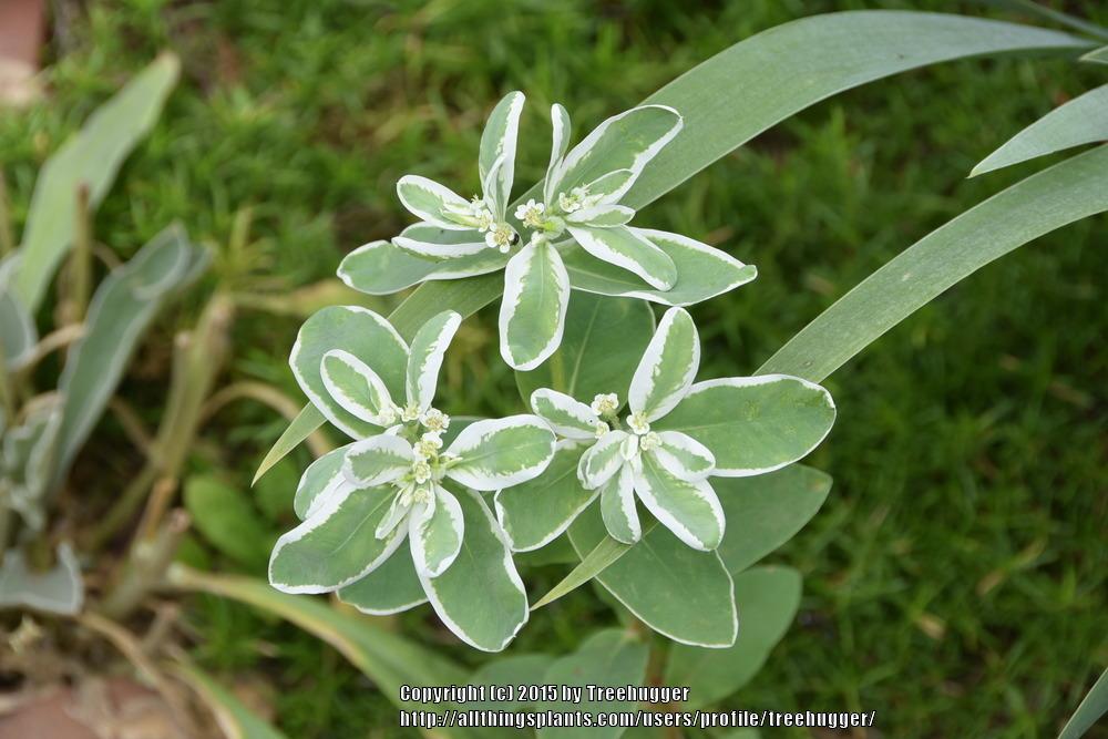 Photo of Euphorbia (Euphorbia marginata 'Kilimanjaro') uploaded by treehugger
