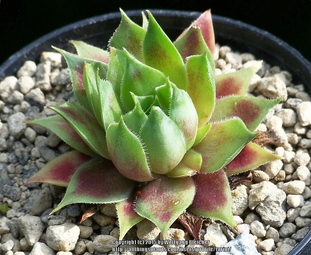 Photo of Hen and Chicks (Sempervivum 'Free Spirit') uploaded by turini