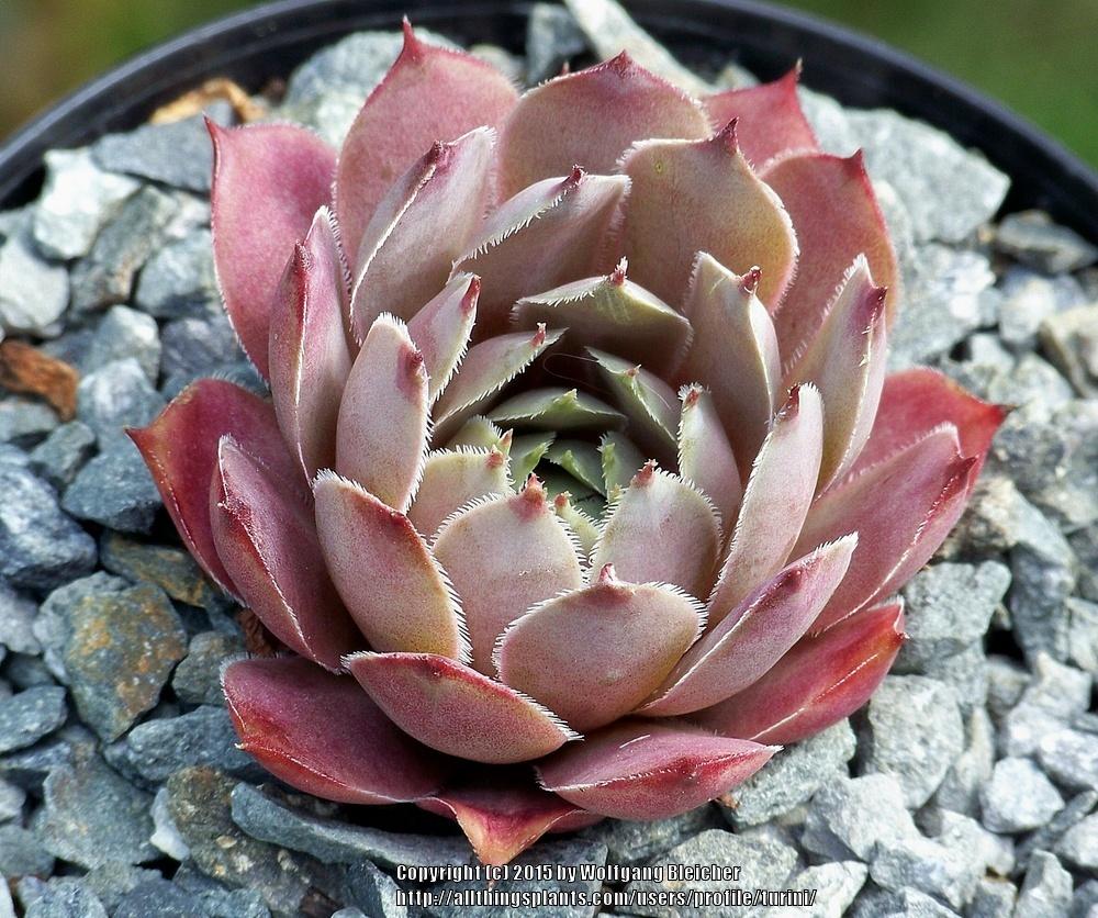 Photo of Hen and Chicks (Sempervivum 'Virgil') uploaded by turini