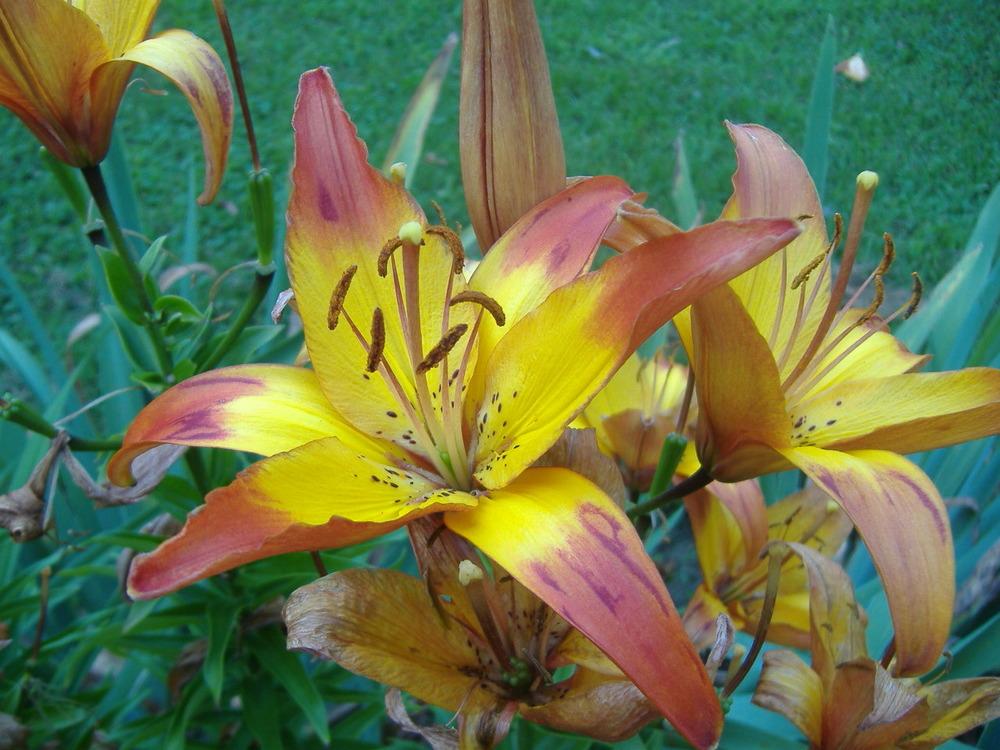 Photo of Lily (Lilium 'Cancun') uploaded by tveguy3