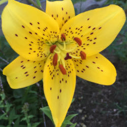 Location: Hamilton Square Perennial Garden, Historic City Cemetery, Sacramento CA.
Date: 2015-06-12
Zone 9b. The chocolate dots and stamens rally show of against the