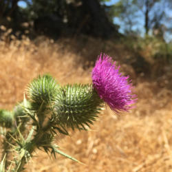 Location: In the foothills of the western slopes,Sierra Nevada's near Nevada City California. Zone 9a.
Date: 2015-07-05
Deep into drought this naturalized Bull Thistle thrives.