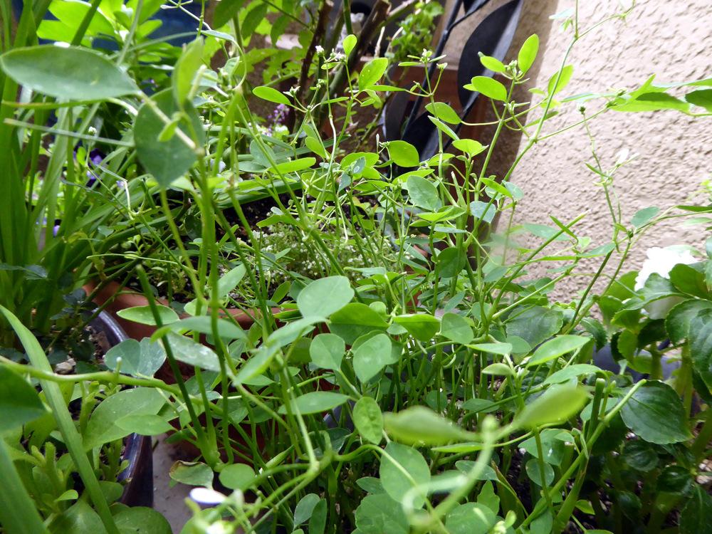 Photo of Euphorbia (Euphorbia graminea) uploaded by JulieB