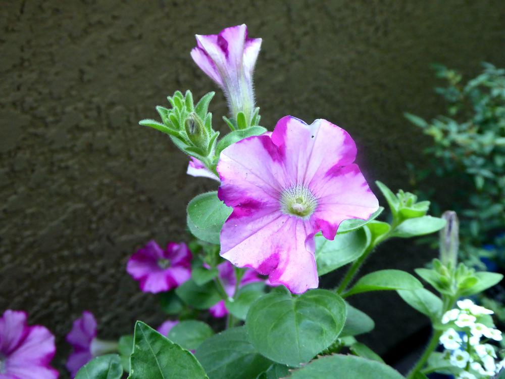 Photo of Multiflora Spreading/Trailing Petunia (Petunia Supertunia® Raspberry Blast) uploaded by JulieB