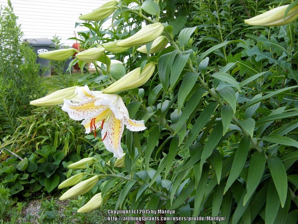 Photo of Lily (Lilium auratum var. platyphyllum) uploaded by Marilyn