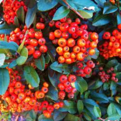 Location: Bristol, Pennsylvania
Date: 2013-09-30
Showy Autumn true-orange berries