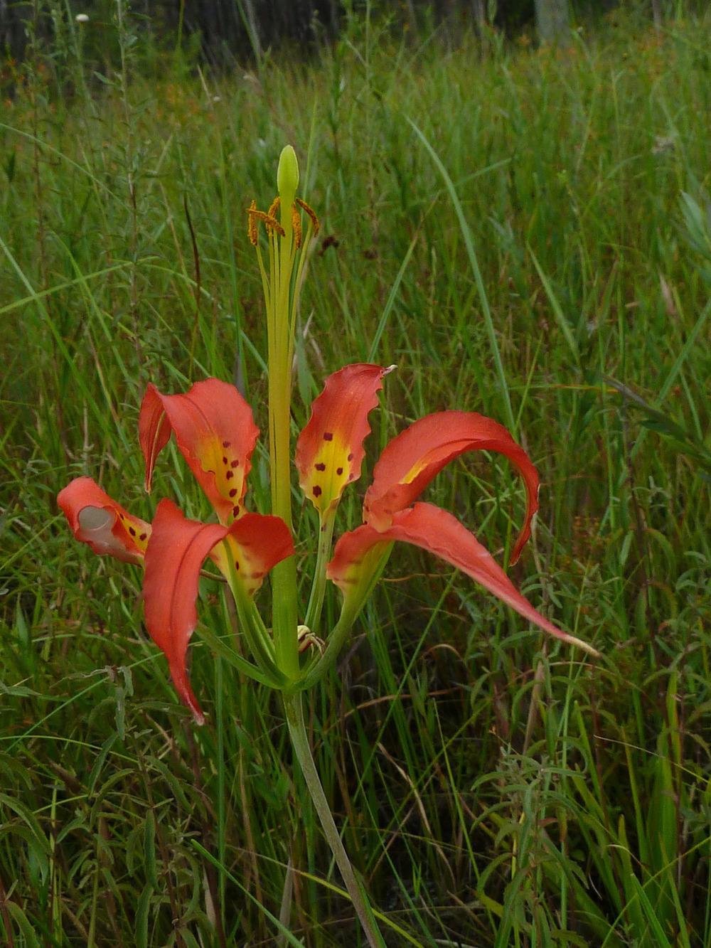 Photo of Catesby's Lily (Lilium catesbaei) uploaded by admin