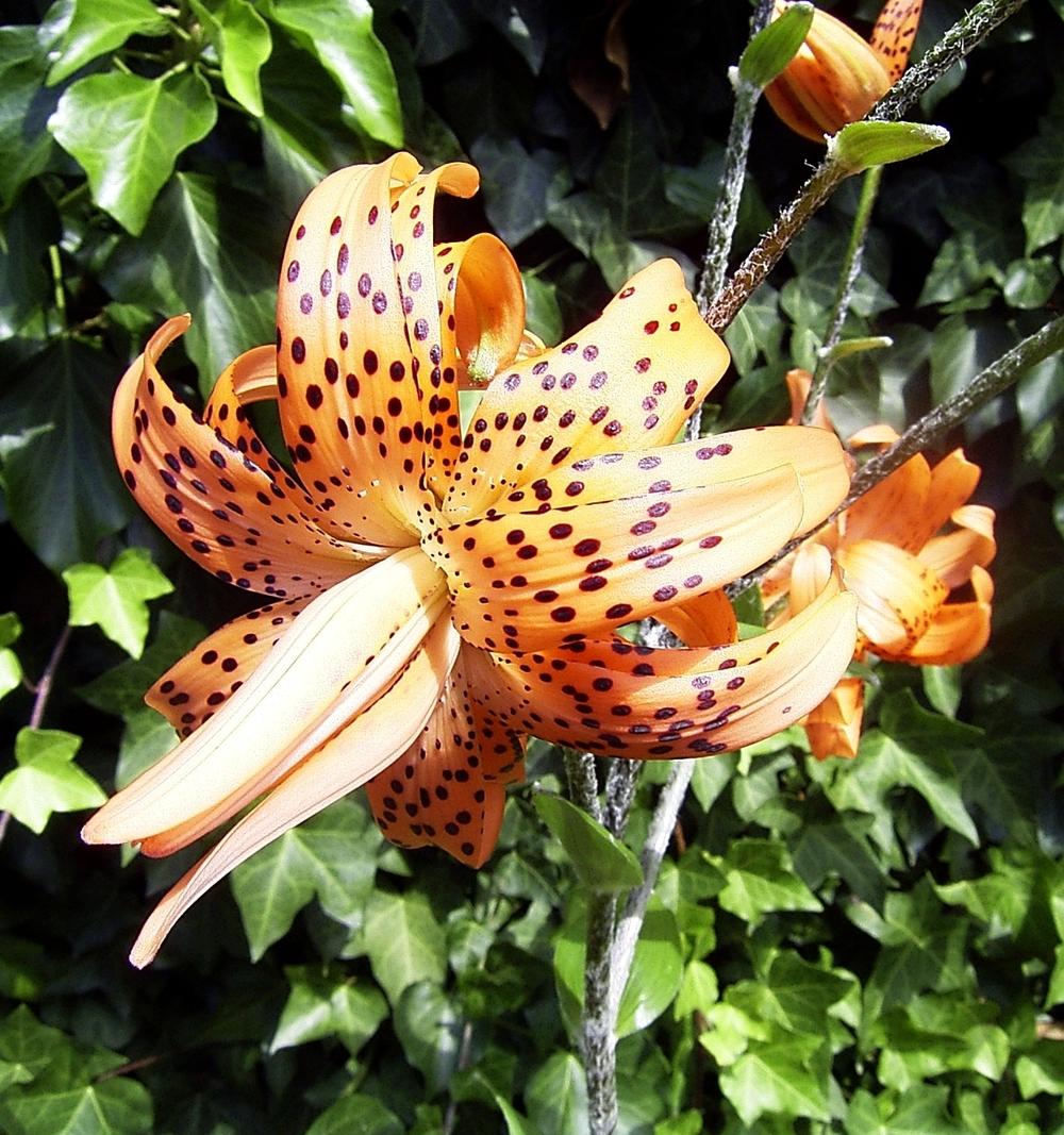 Photo of Double Tiger Lily (Lilium lancifolium 'Flore Pleno') uploaded by admin