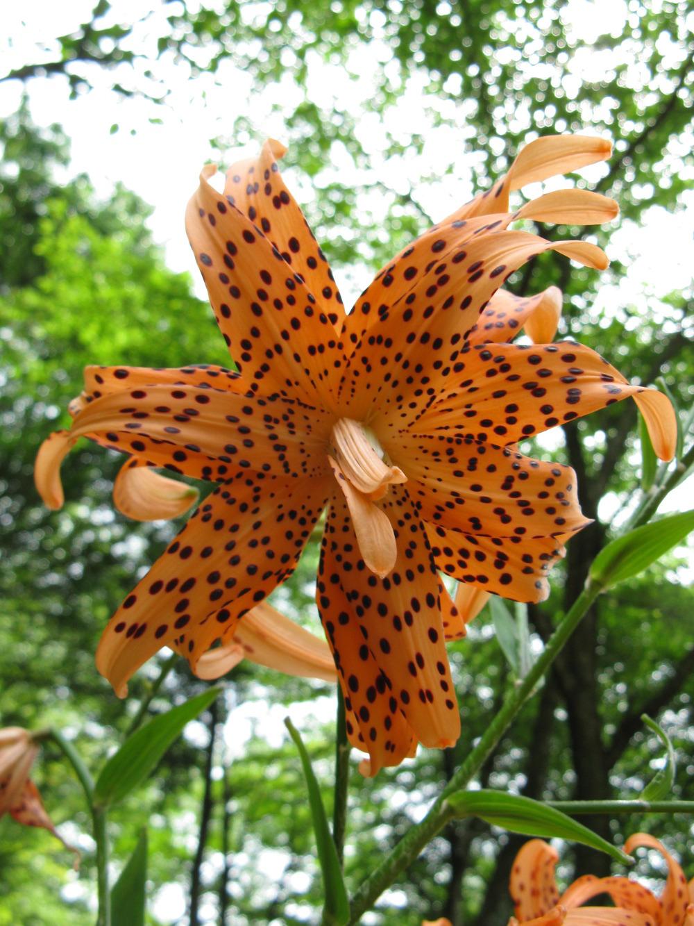Photo of Double Tiger Lily (Lilium lancifolium 'Flore Pleno') uploaded by admin