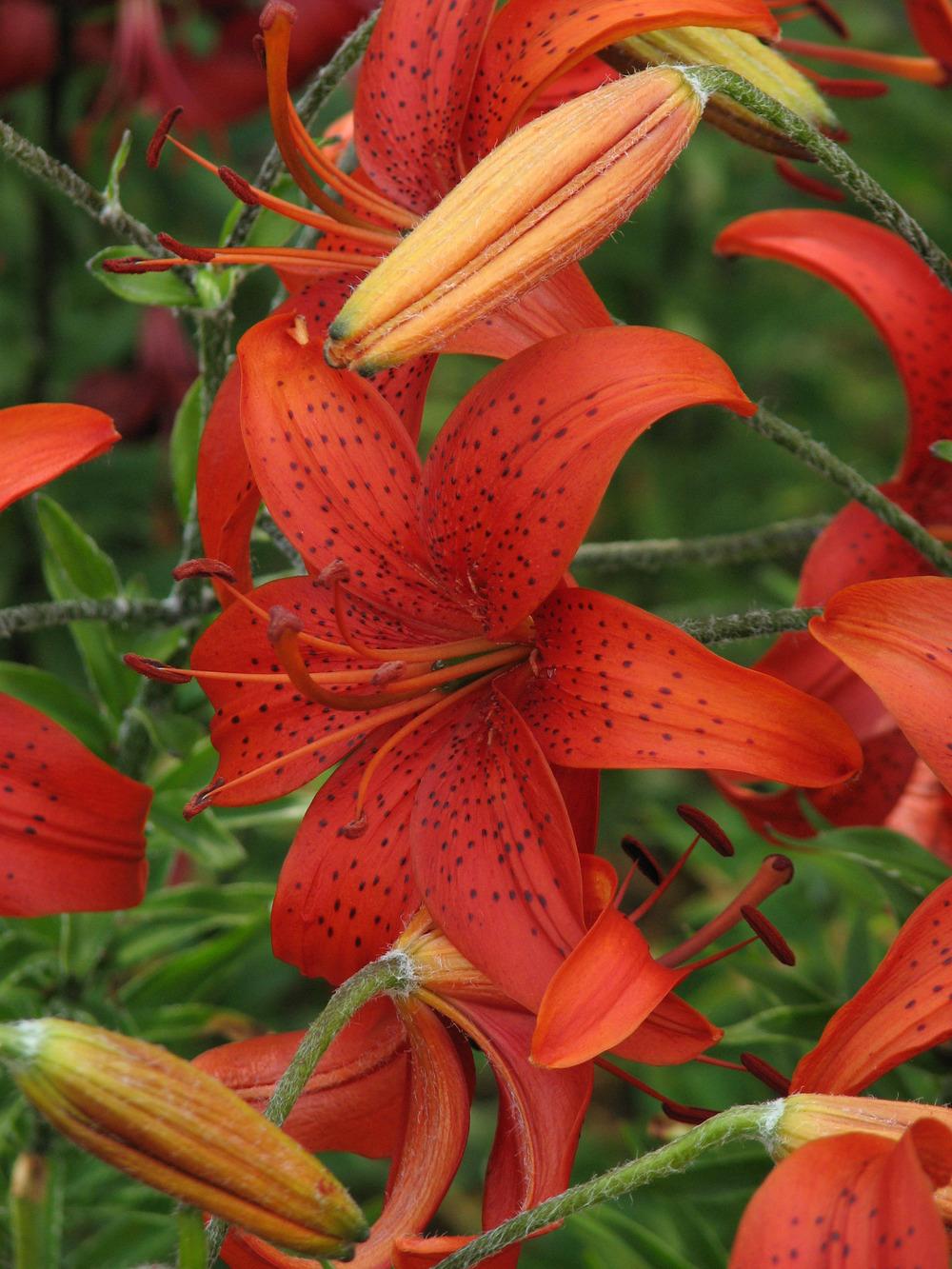 Photo of Lily (Lilium 'Hamburger Leuchtfeuer') uploaded by admin