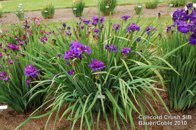 Photo of Siberian Iris (Iris 'Concord Crush') uploaded by coboro