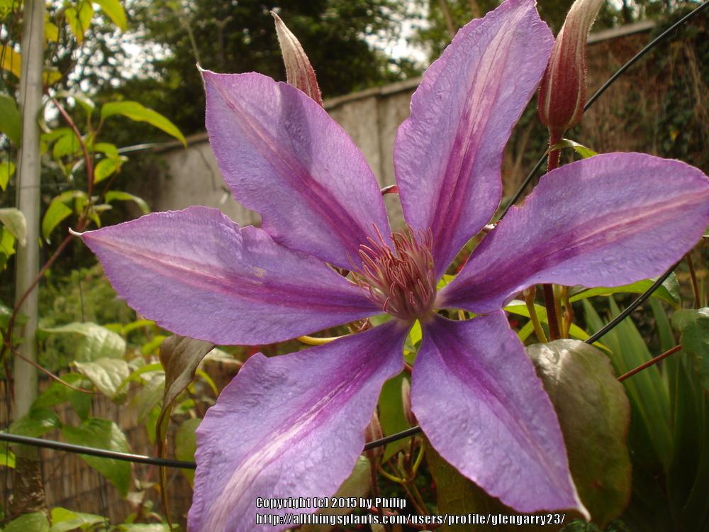 Photo of Clematis 'Bagatelle' uploaded by glengarry23