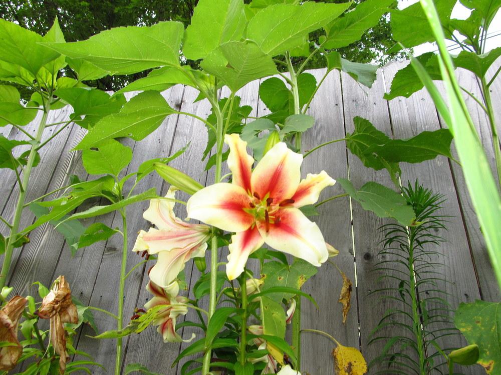 Photo of Lily (Lilium 'Lavon') uploaded by jmorth