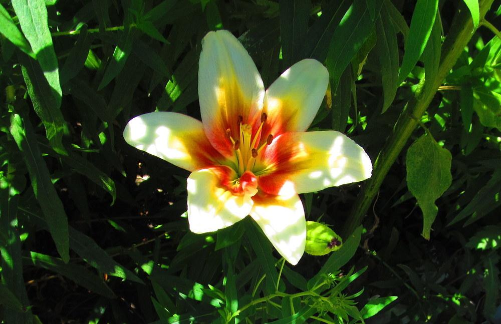 Photo of Lily (Lilium 'Tinos') uploaded by jmorth