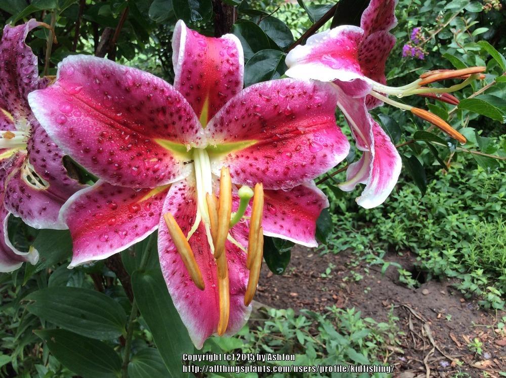 Photo of Oriental Lily (Lilium 'Star Gazer') uploaded by kidfishing