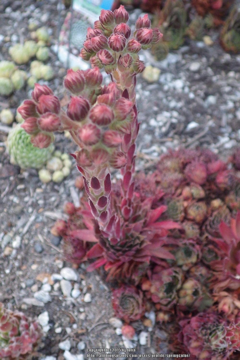 Photo of Hens and Chicks (Sempervivum 'Pacific Sonata') uploaded by springcolor