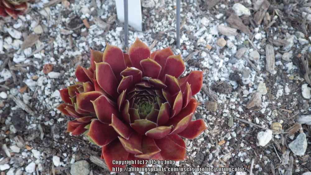 Photo of Hen and Chicks (Sempervivum 'Round Midnight') uploaded by springcolor