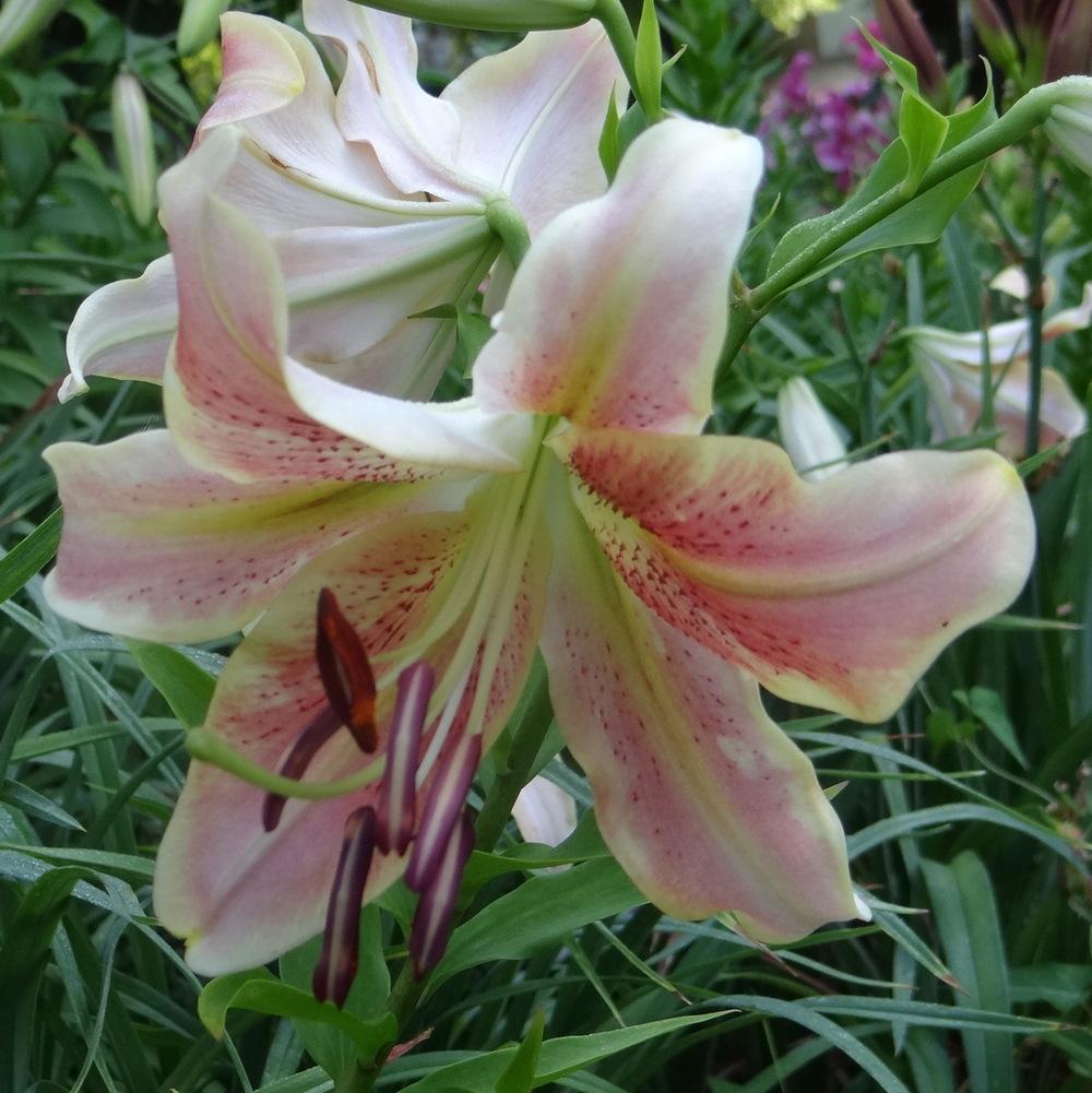 Photo of Lily (Lilium 'Red Hot') uploaded by stilldew