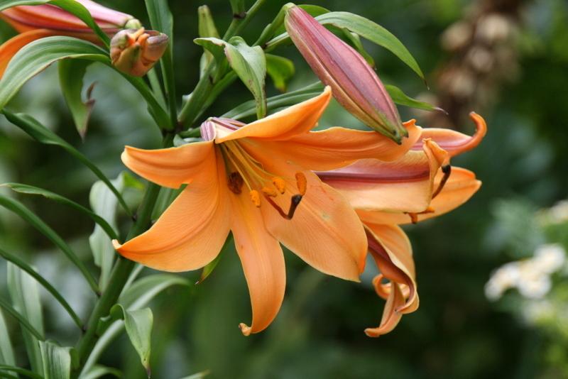 Photo of Lilies (Lilium) uploaded by Calif_Sue