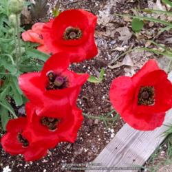 Location: Maryland
Date: 2015-07-08
Loving my red poppies...