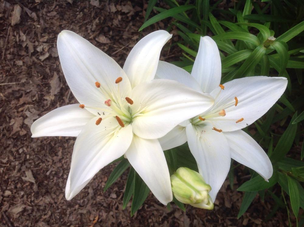 Photo of Lily (Lilium 'Tiny Nanny') uploaded by Cookies4kids