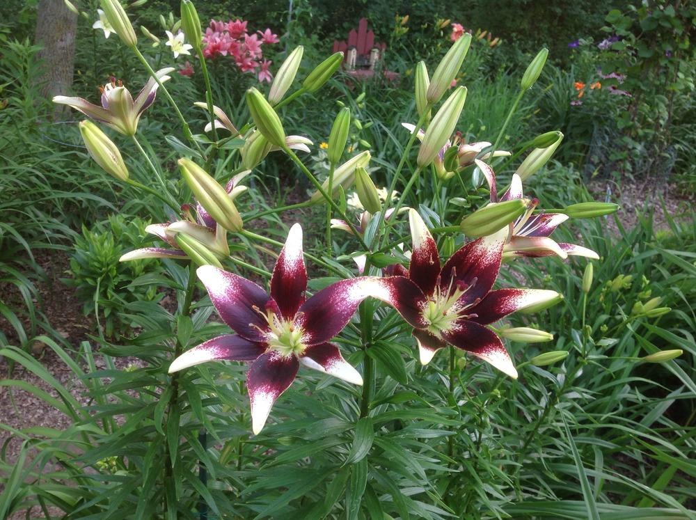 Photo of Lily (Lilium 'Netty's Pride') uploaded by Cookies4kids