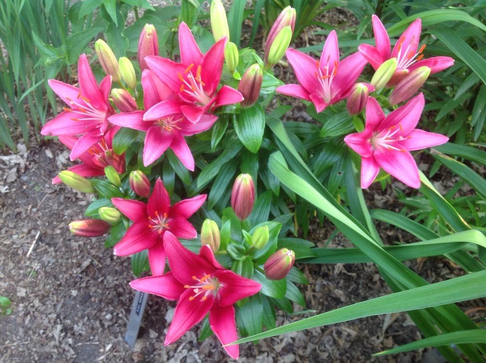 Photo of Dwarf Asiatic Lily (Lilium Lily Looks™ Tiny Pearl) uploaded by Cookies4kids