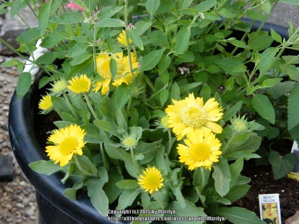 Photo of Blanket Flower (Gaillardia Mesa™ Yellow) uploaded by Marilyn