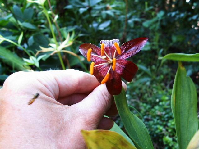 Photo of Lily (Lilium papilliferum) uploaded by admin