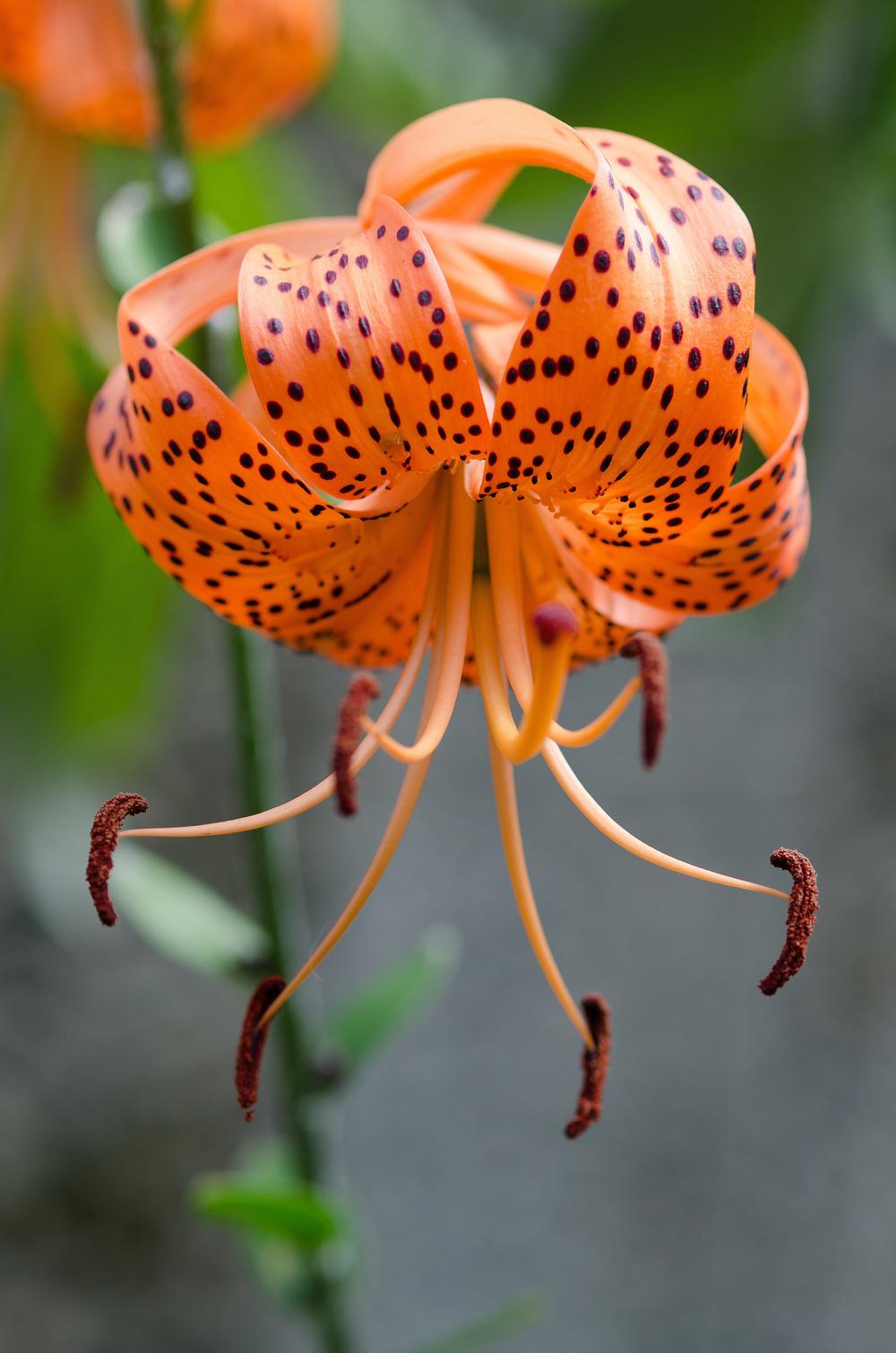 Photo of Tiger Lily (Lilium lancifolium) uploaded by admin