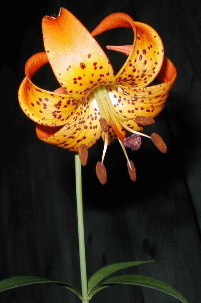 Photo of Lily (Lilium michiganense) uploaded by admin