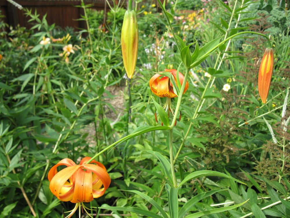 Photo of Lily (Lilium michiganense) uploaded by admin