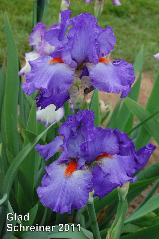 Photo of Tall Bearded Iris (Iris 'Glad') uploaded by coboro