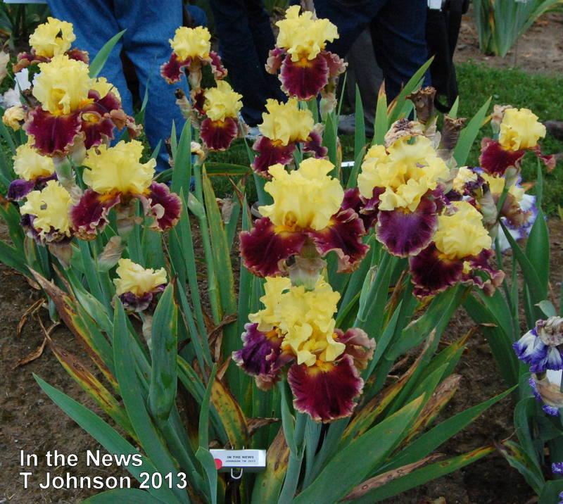Photo of Tall Bearded Iris (Iris 'In the News') uploaded by coboro