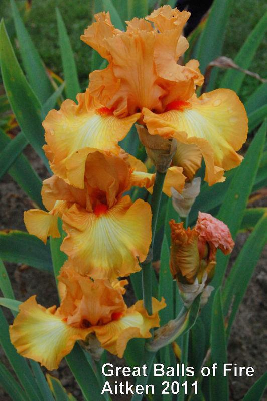 Photo of Tall Bearded Iris (Iris 'Great Balls of Fire') uploaded by coboro