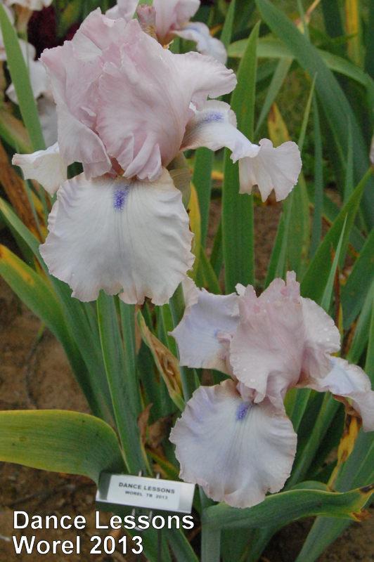 Photo of Tall Bearded Iris (Iris 'Dance Lessons') uploaded by coboro
