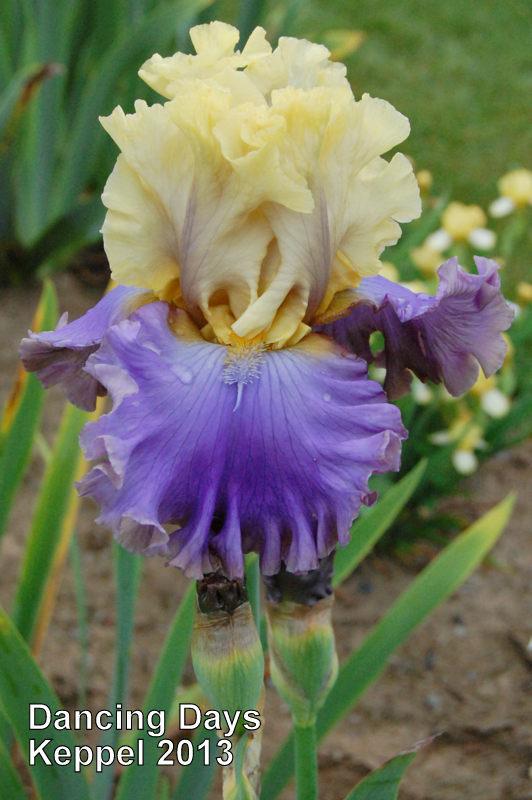 Photo of Tall Bearded Iris (Iris 'Dancing Days') uploaded by coboro