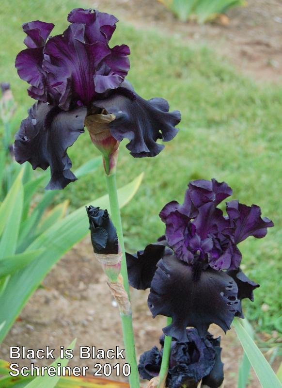 Photo of Tall Bearded Iris (Iris 'Black Is Black') uploaded by coboro