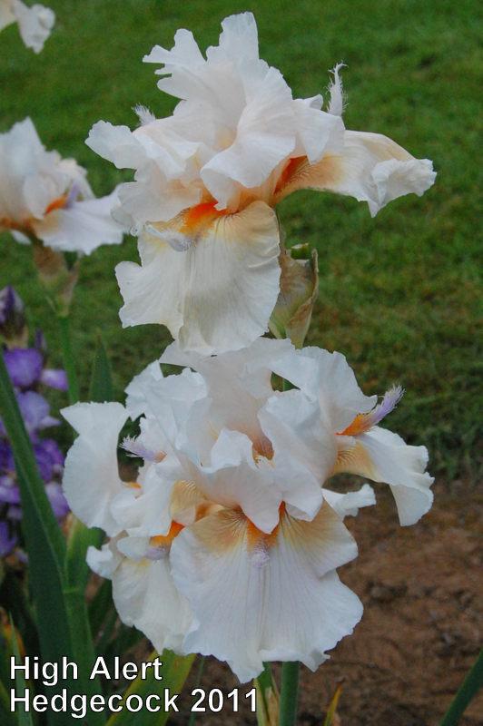 Photo of Tall Bearded Iris (Iris 'High Alert') uploaded by coboro