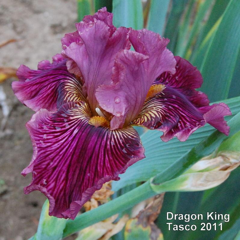 Photo of Tall Bearded Iris (Iris 'Dragon King') uploaded by coboro