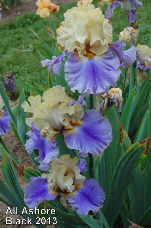 Photo of Tall Bearded Iris (Iris 'All Ashore') uploaded by coboro