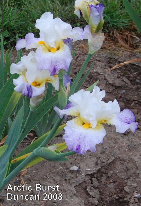 Photo of Tall Bearded Iris (Iris 'Arctic Burst') uploaded by coboro