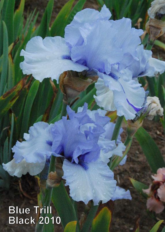 Photo of Tall Bearded Iris (Iris 'Blue Trill') uploaded by coboro