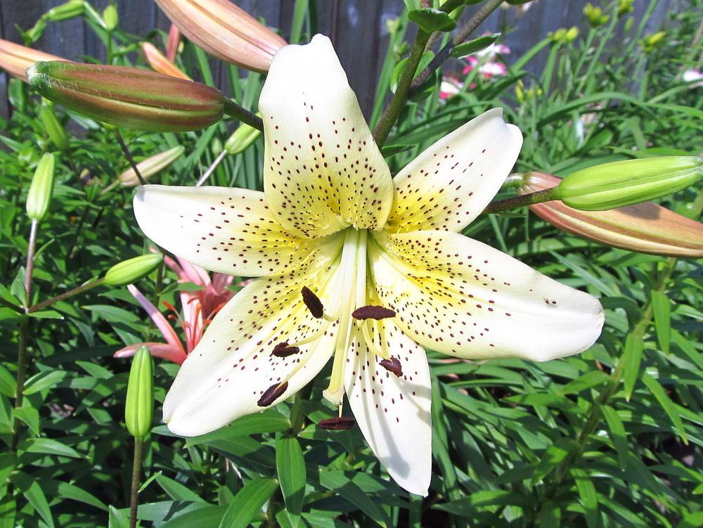 Photo of Lily (Lilium 'Champagne') uploaded by jmorth