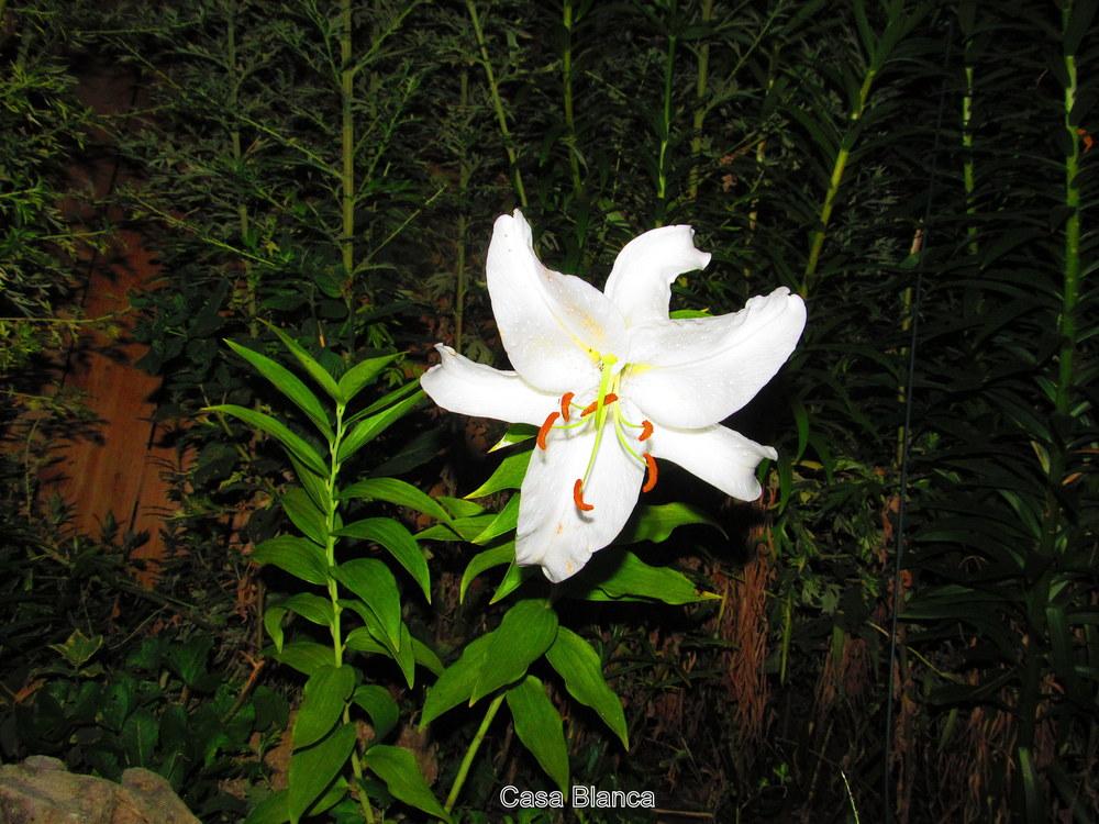 Photo of Oriental Lily (Lilium 'Casa Blanca') uploaded by jmorth