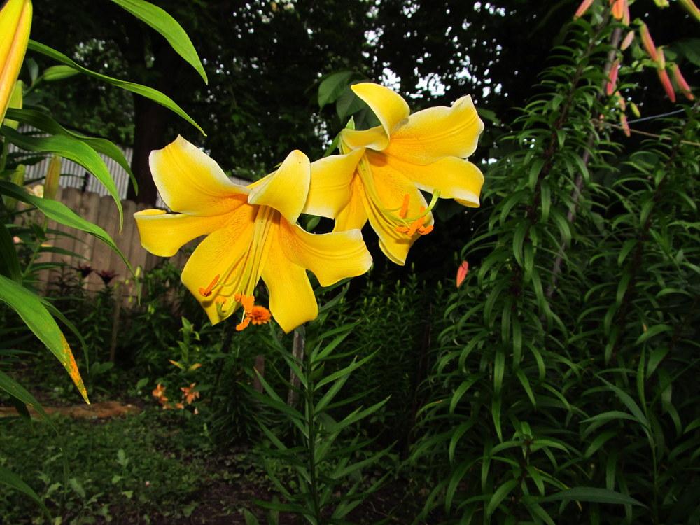 Photo of Lily (Lilium 'Yellowgreen') uploaded by jmorth