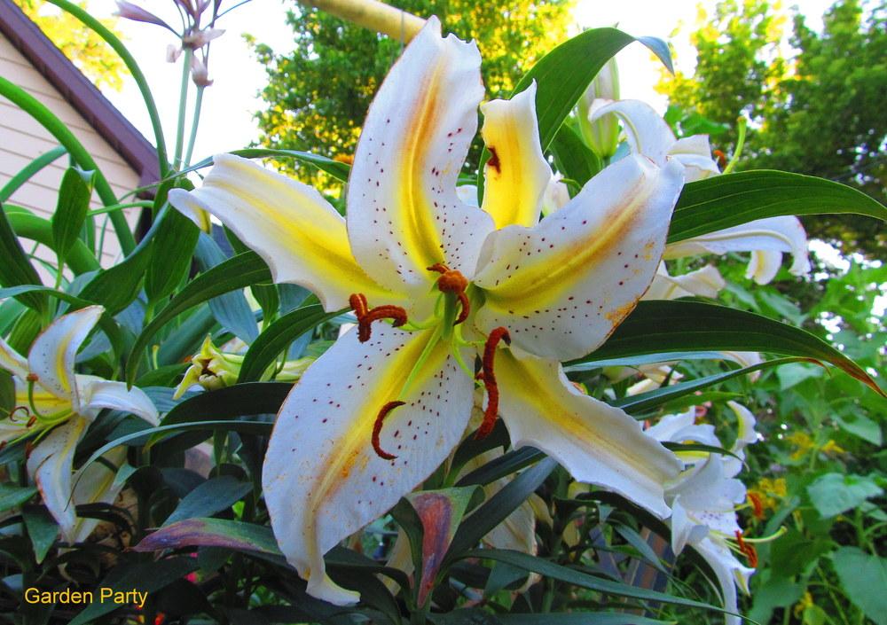 Photo of Lily (Lilium 'Garden Party') uploaded by jmorth