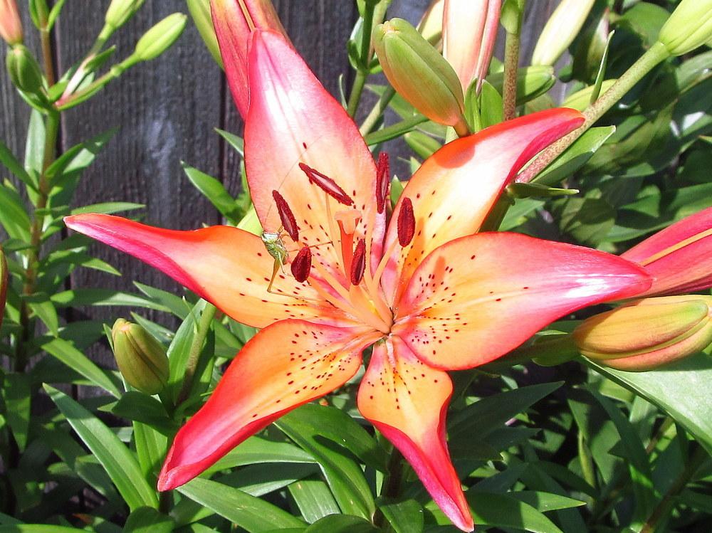 Photo of Lily (Lilium 'Marquee') uploaded by jmorth