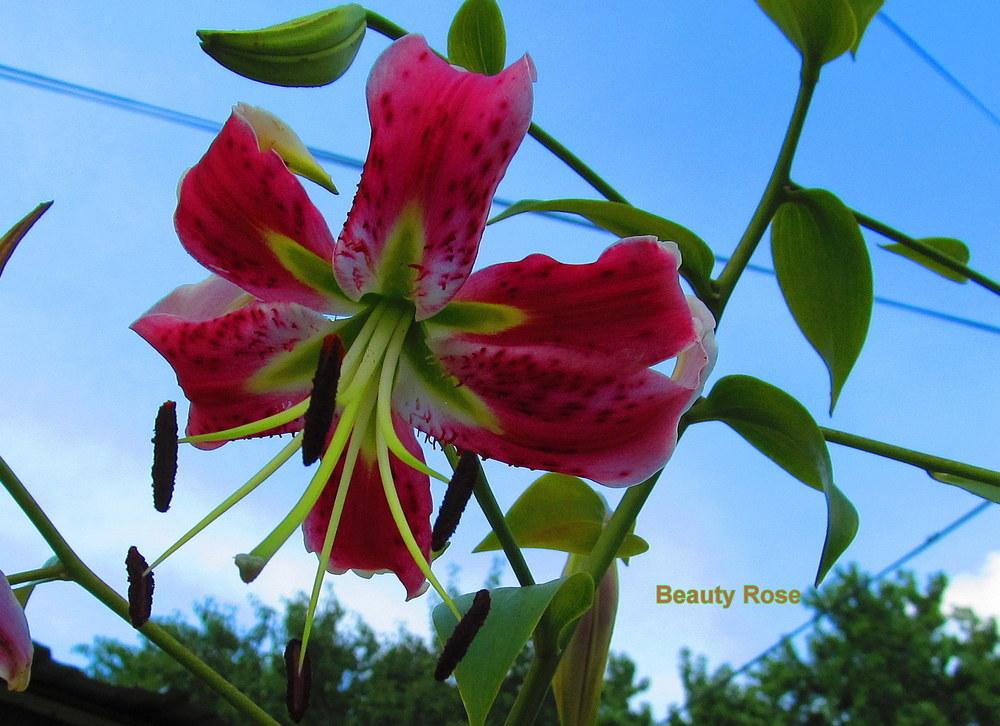 Photo of Lily (Lilium 'Beauty Rose') uploaded by jmorth
